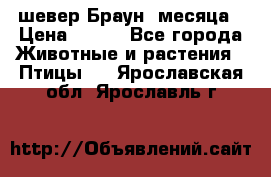 шевер Браун 2месяца › Цена ­ 200 - Все города Животные и растения » Птицы   . Ярославская обл.,Ярославль г.